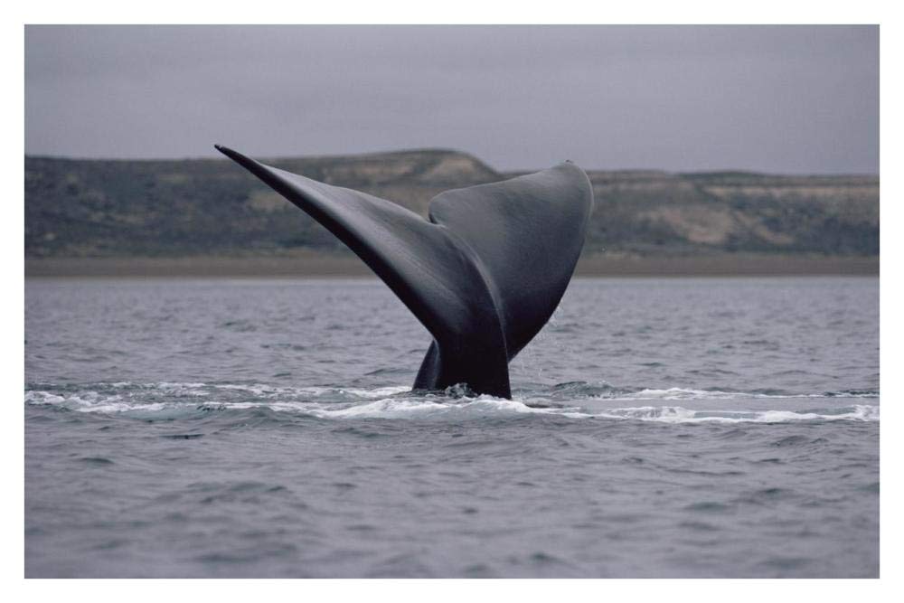 Southern Right Whale tail, Peninsula Valdez, Argentina-Paper Art-38x26”