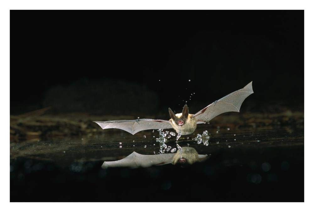 Western Long-eared Myotis bat, drinking from pond, Deschutes National Forest, Oregon-Paper Art-32x22”