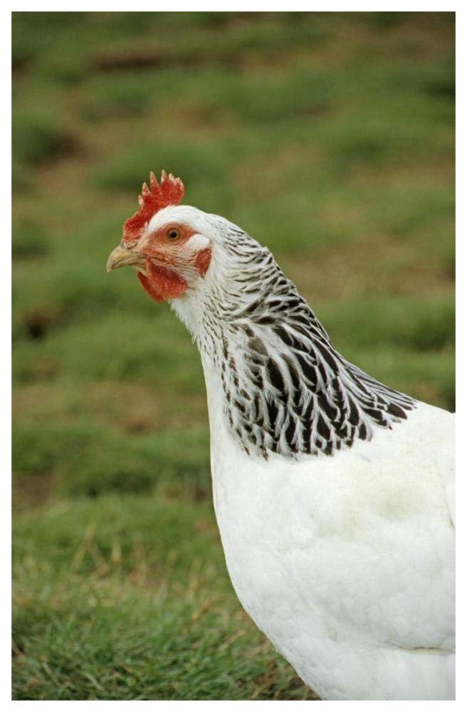 Domestic Chicken, Light Sussex hen, close-up of head and neck, England-Paper Art-42x62”