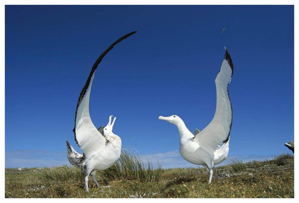 Gibsons Wandering Albatross courtship display, Adams Island, Aucklands Group, New Zealand-Paper Art-62x42”