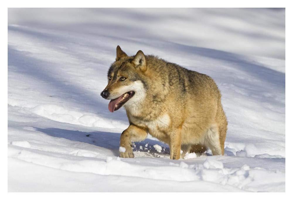 Wolf walking in snow, Bavarian Forest National Park, Bavaria, Germany-Paper Art-20x14”