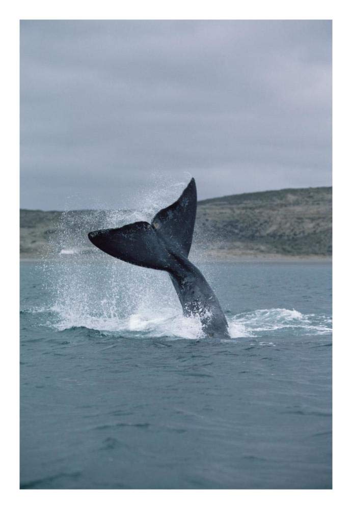 Southern Right Whale tail lob, Peninsula Valdez, Argentina-Paper Art-18x26”