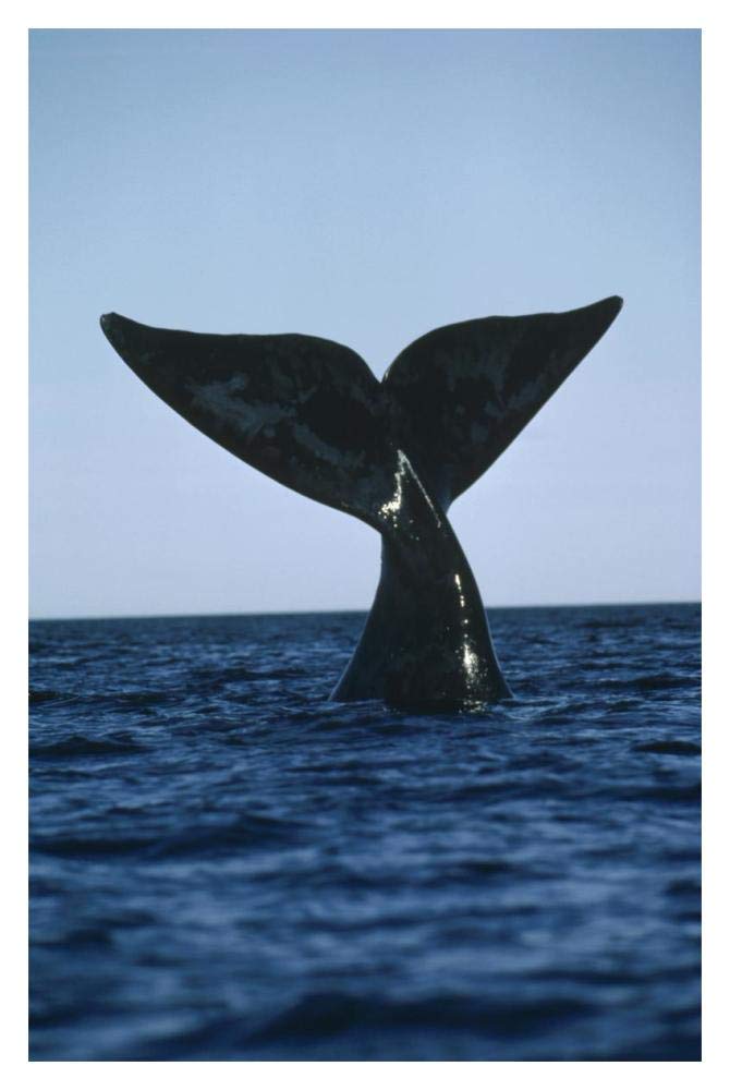 Southern Right Whale tail, Peninsula Valdez, Argentina-Paper Art-14x20”