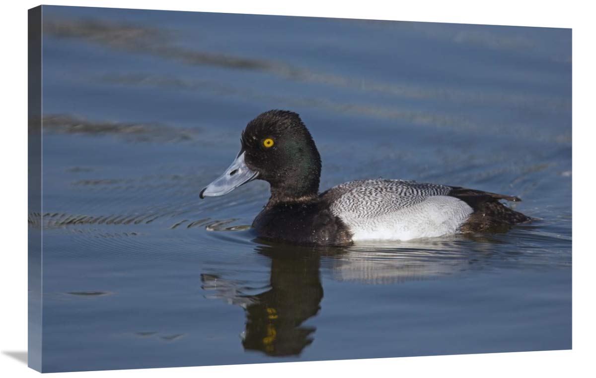 Lesser Scaup male, North America-Canvas Art-36x24”