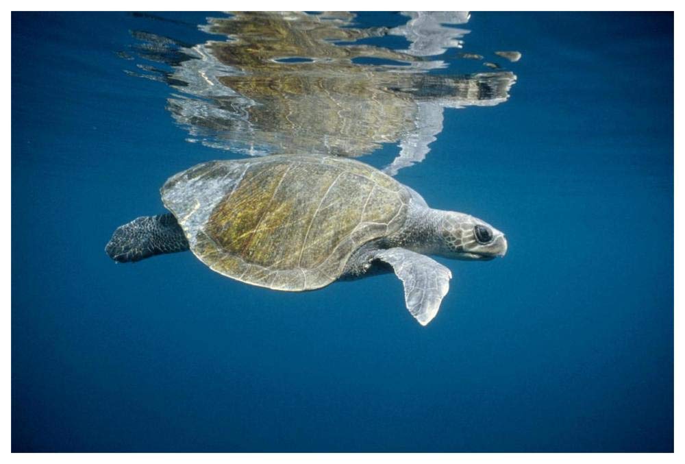 Olive Ridley Sea Turtle swimming in open ocean, Galapagos Islands, Ecuador-Paper Art-62x42”