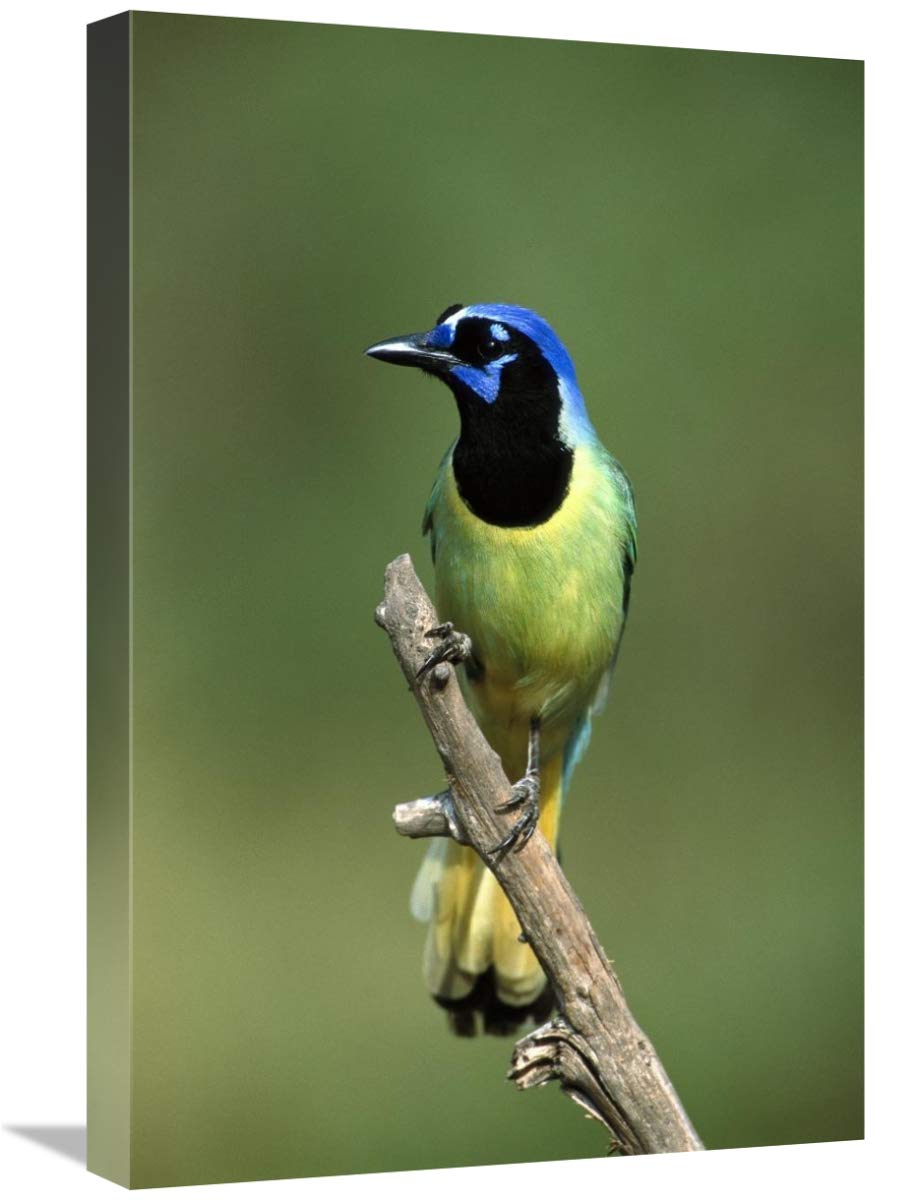 Green Jay perching, Rio Grande Valley, Texas-Canvas Art-16x24”