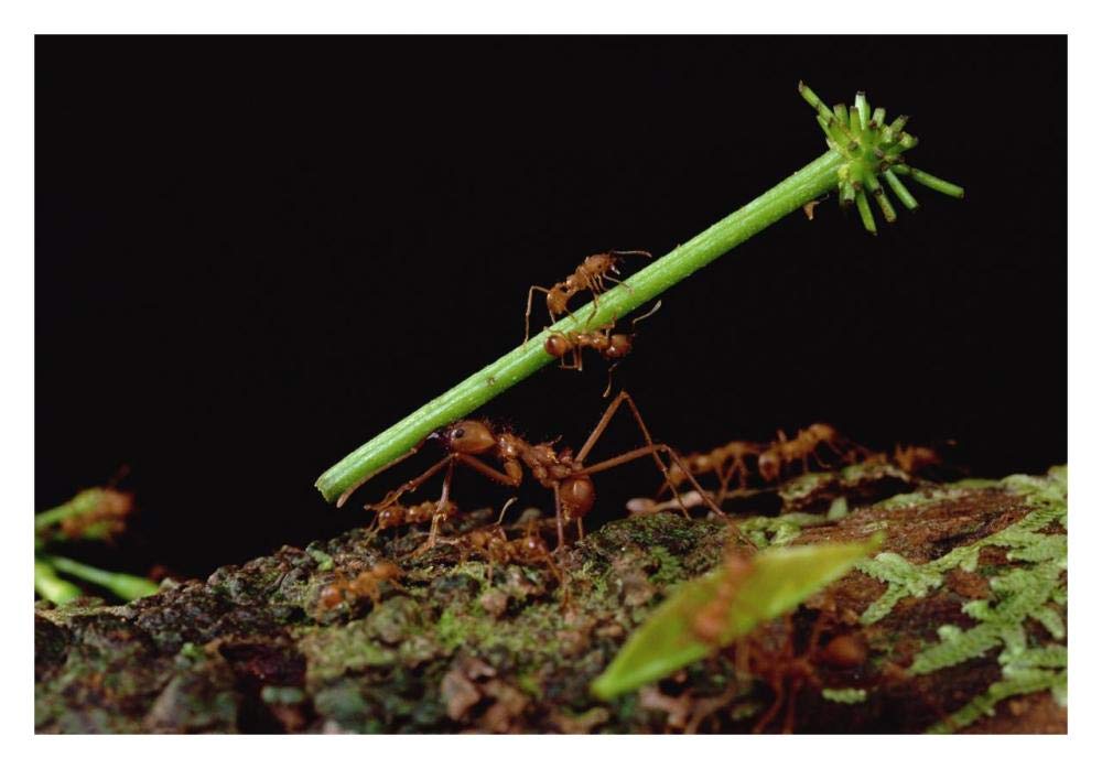 Leafcutter Ant workers carrying leaves to nest, French Guiana-Paper Art-32x22”
