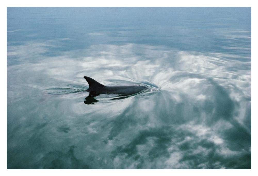 Bottlenose Dolphin surfacing, Shark Bay, Australia-Paper Art-20x14”