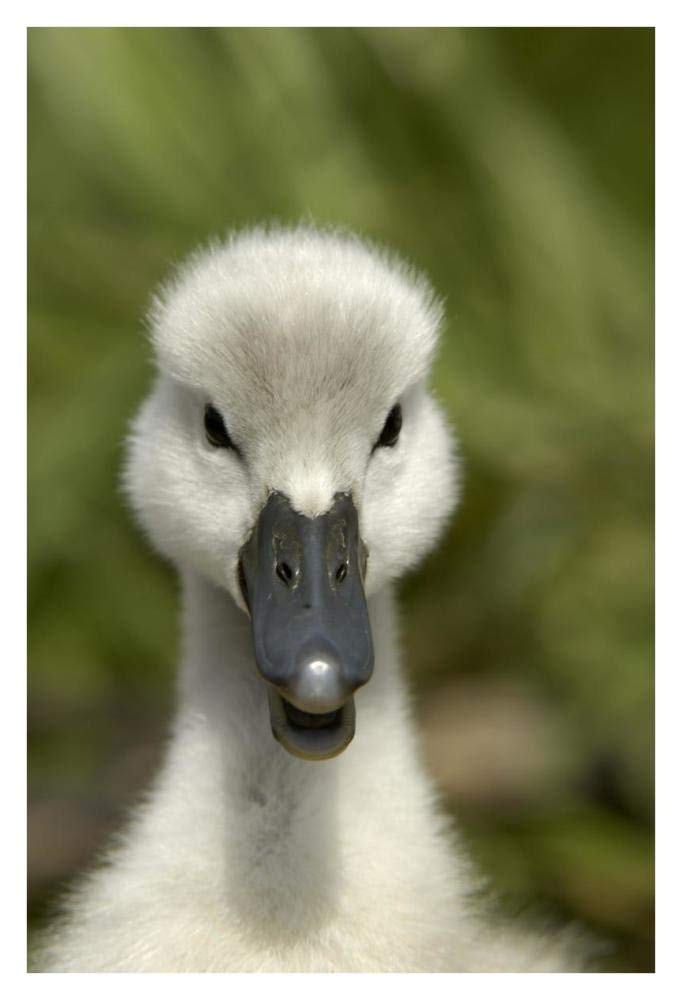 Mute Swan cygnet, head, Oxfordshire, England-Paper Art-26x38”