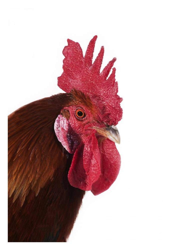 Domestic Chicken, Gaulois Dore, cockerel, close-up of head-Paper Art-22x32”