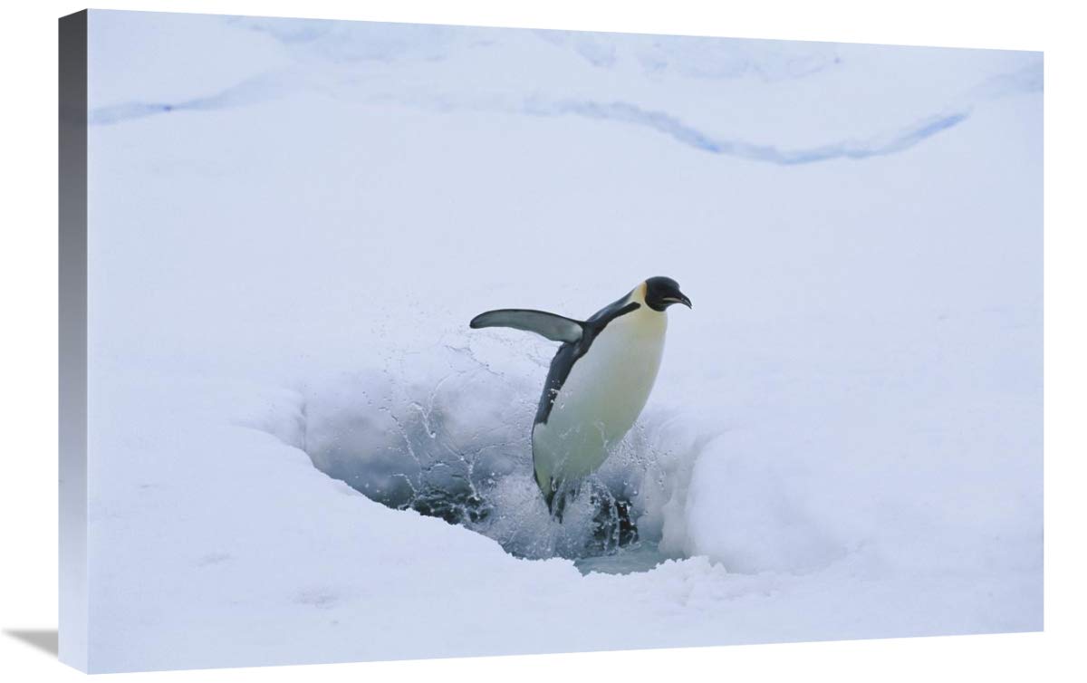 Emperor Penguin leaping from seal breathing hole in ice, Antarctica-Canvas Art-30x20”