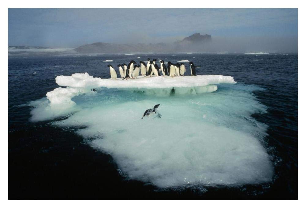 Adelie Penguin crowding on melting summer ice floe, Possession Island, Ross Sea, Antarctica-Paper Art-20x14”