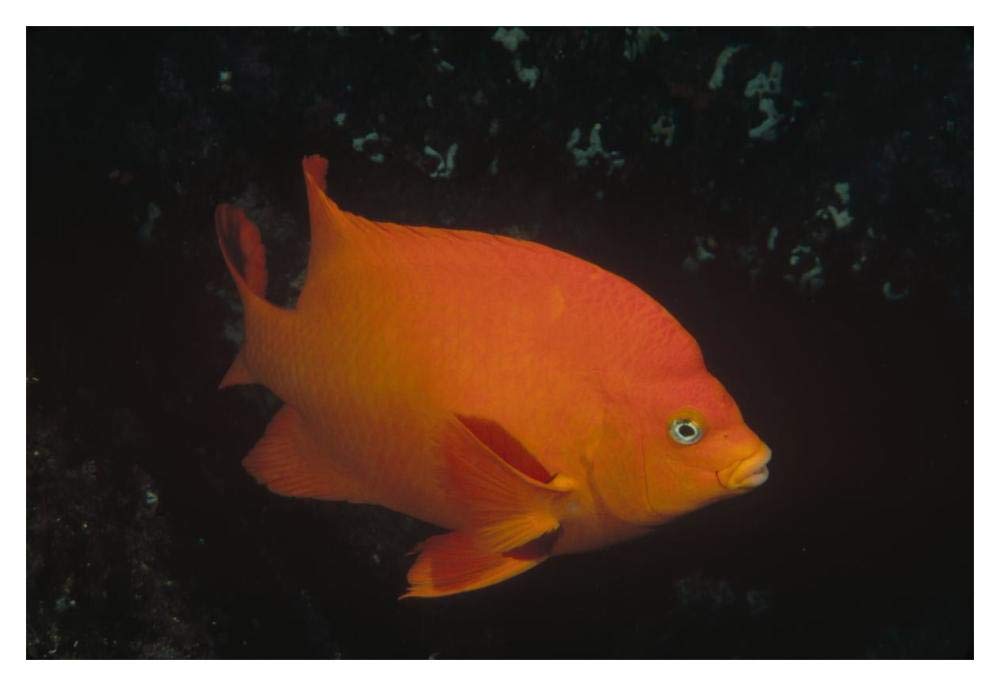 Garibaldi adult portrait, Channel Islands National Park, California-Paper Art-20x14”