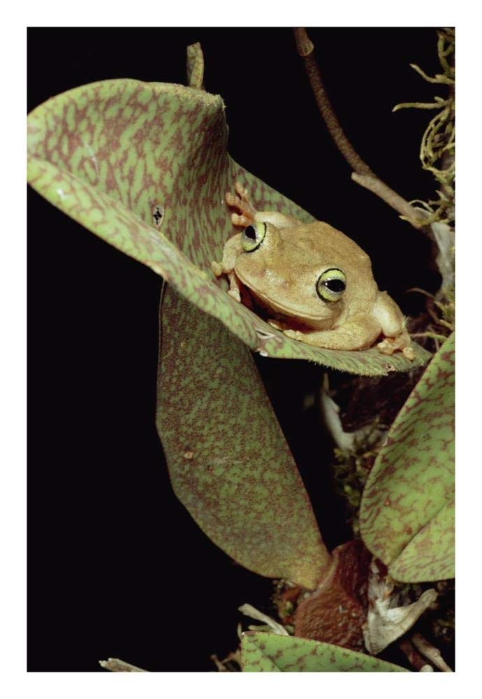 Tree Frog in canopy orchid, Trinidad-Paper Art-18x26”
