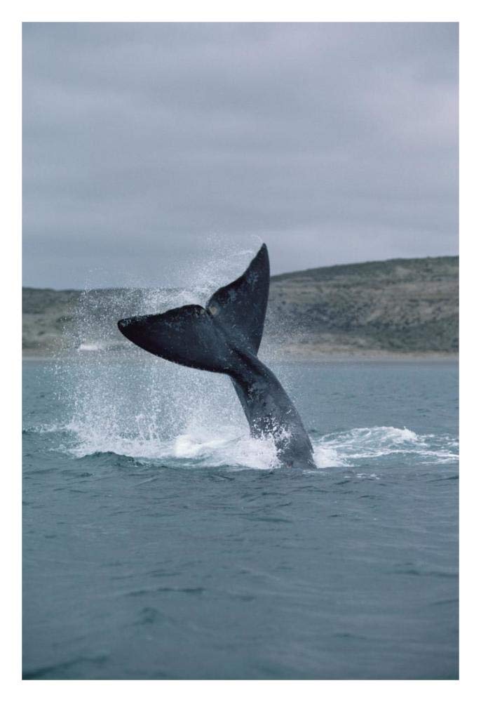Southern Right Whale tail lob, Peninsula Valdez, Argentina-Paper Art-22x32”