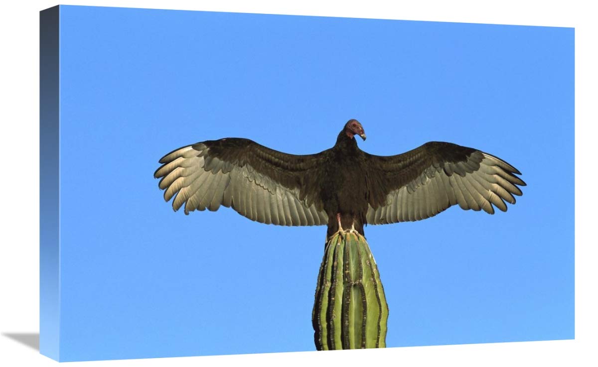 Turkey Vulture perching on Cardon cactus, sunning itself, Sonora, Mexico-Canvas Art-24x16”