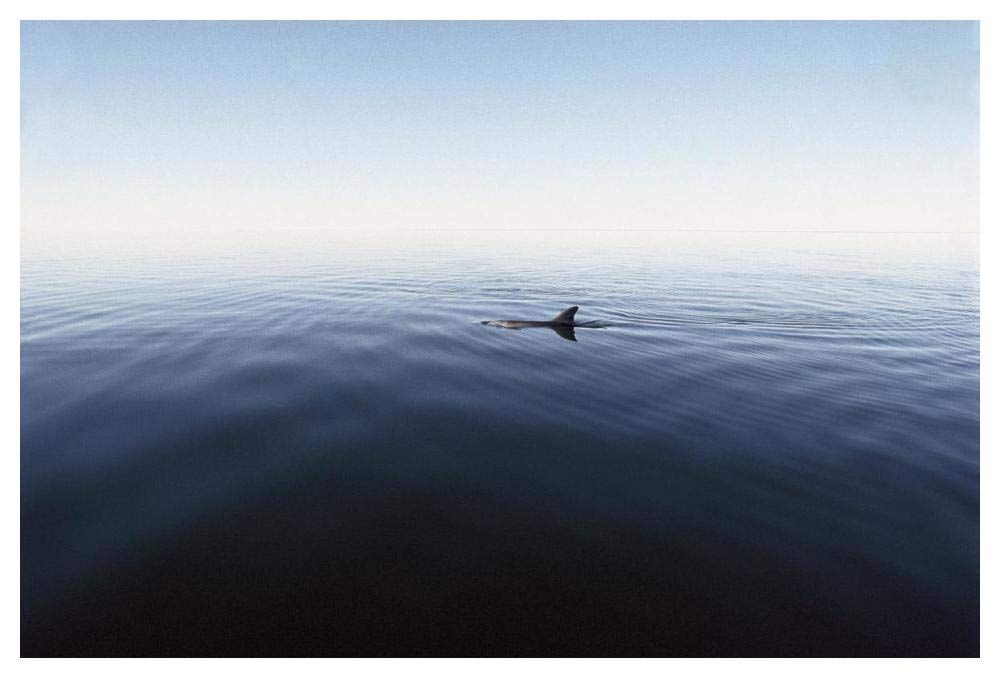 Bottlenose Dolphin surfacing, Shark Bay, Australia-Paper Art-50x34”