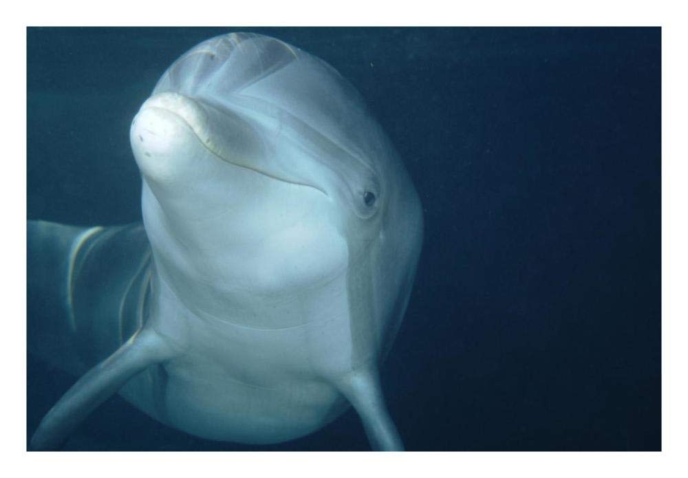 Bottlenose Dolphin underwater portrait, captive animal, Hawaii-Paper Art-26x18”