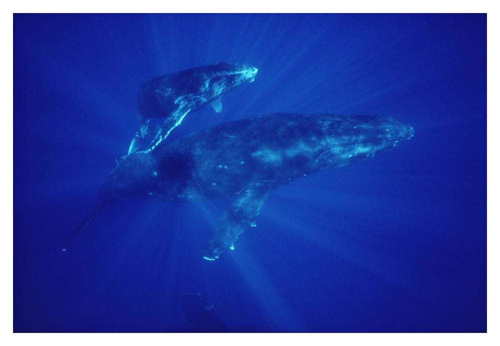 Humpback Whale mother and calf, Hawaii-Paper Art-20x14”