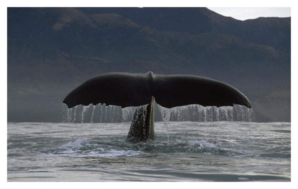 Sperm Whale tail, New Zealand-Paper Art-42x26.8”