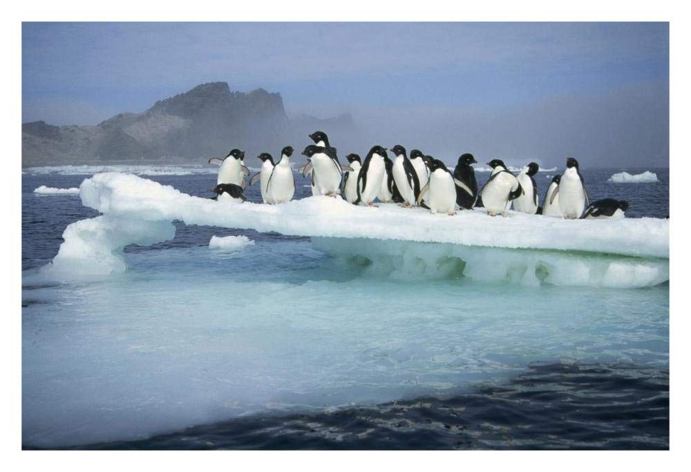 Adelie Penguin group crowding on melting summer ice floe, Possession Island, Ross Sea, Antarctica-Paper Art-32x22”