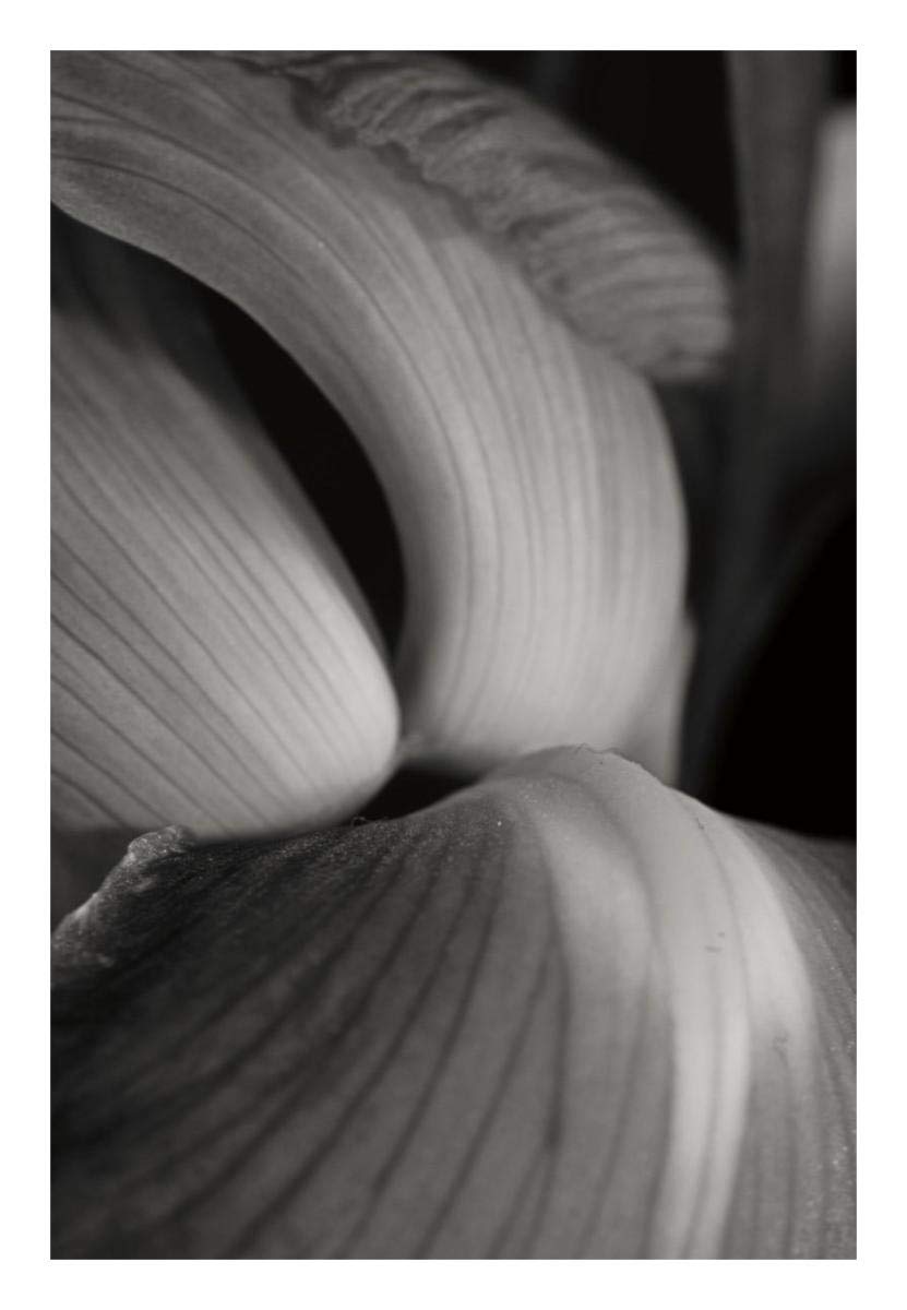 Iris Abstract II -Paper Art-18x26”
