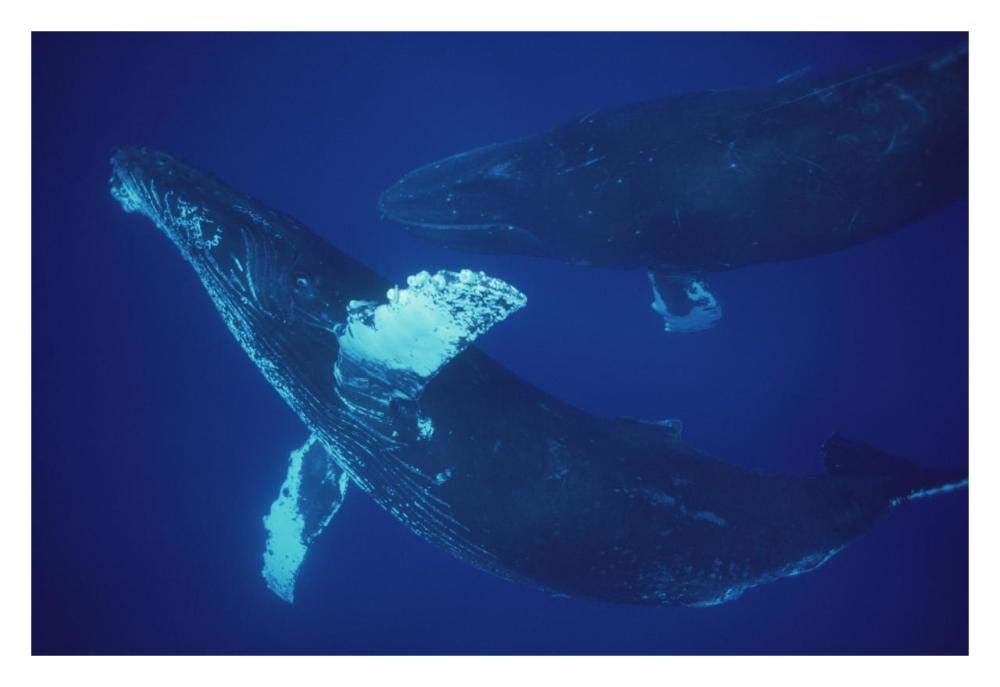 Humpback Whale singer and joiner, Maui, Hawaii-Paper Art-32x22”