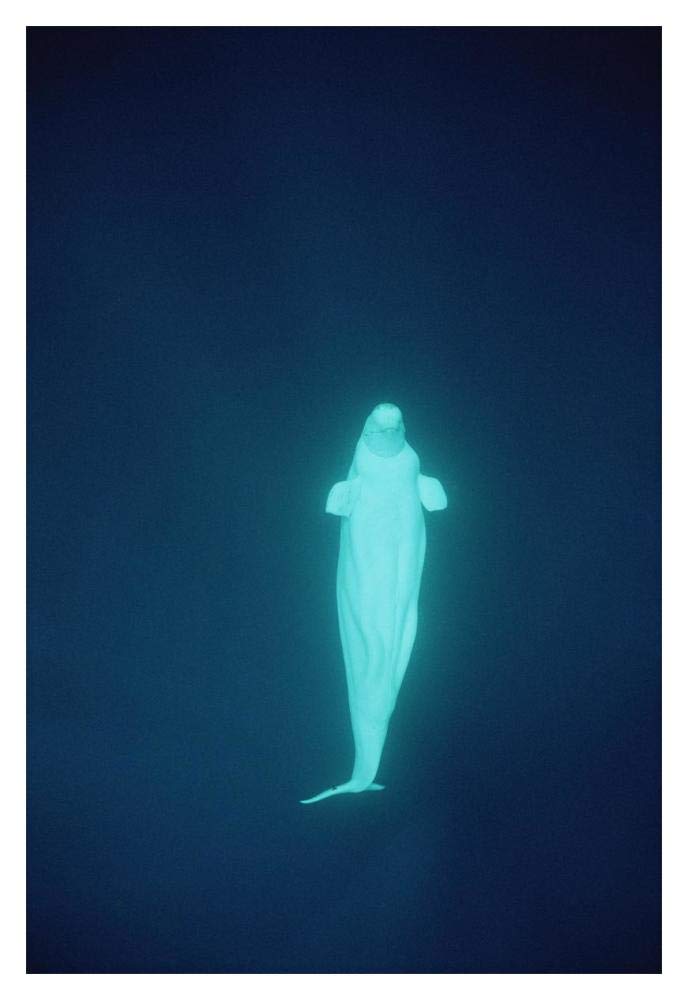 Beluga whale at 200 feet, NWT, Canada-Paper Art-14x20”