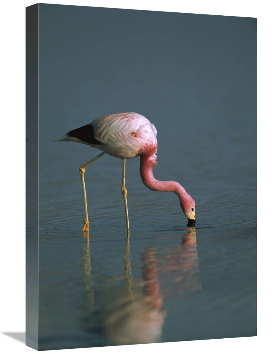 Andean Flamingo feeding, Laguna Blanca, Bolivia-Canvas Art-16x24”