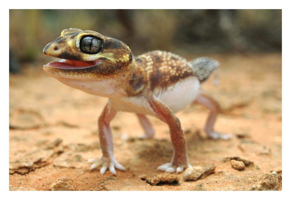 Knob-tailed Gecko in defensive posture, Western Australia, Australia-Paper Art-32x22”