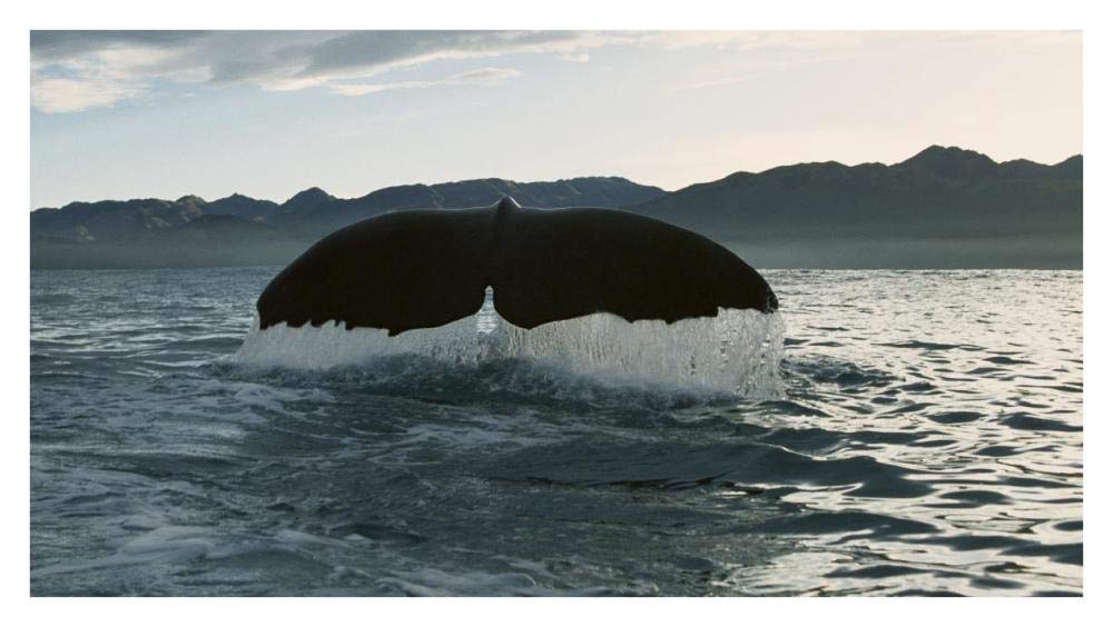 Sperm Whale diving, New Zealand-Paper Art-38x21.44”