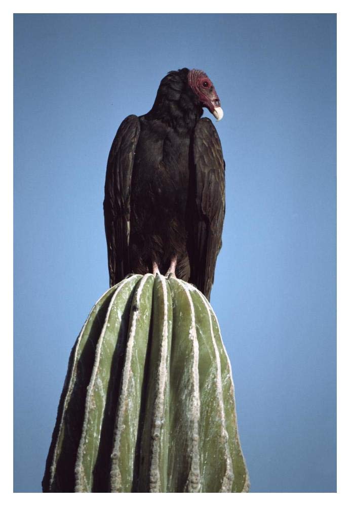 Turkey Vulture on Cardon cactus, Baja California, Mexico-Paper Art-14x20”