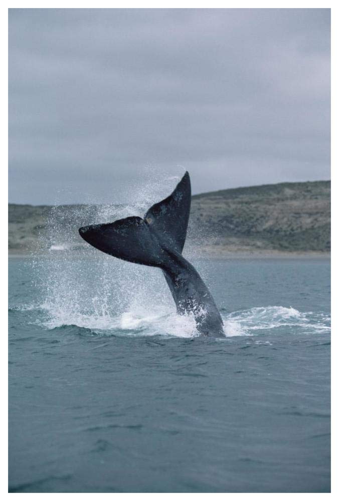 Southern Right Whale tail lob, Peninsula Valdez, Argentina-Paper Art-42x62”