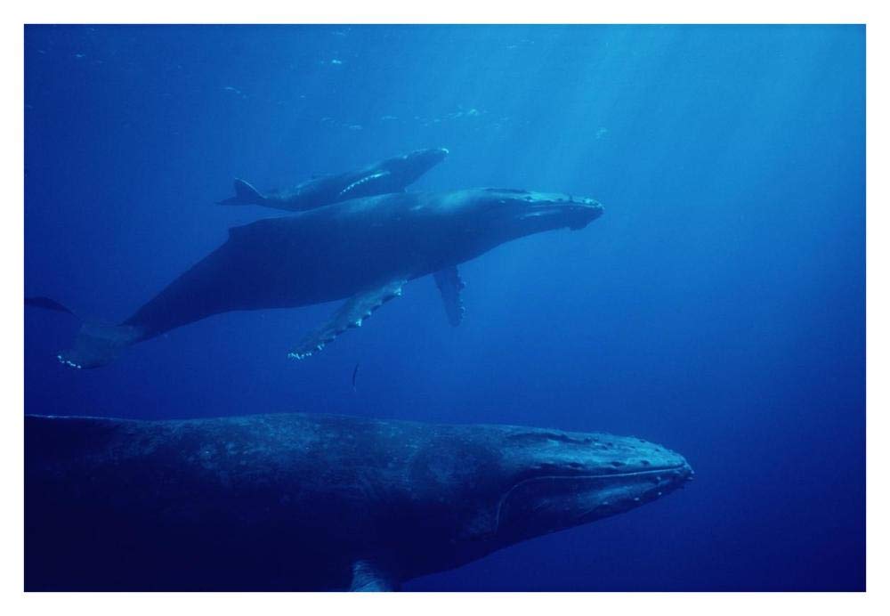 Humpback Whale mother and calf with male escort in foreground, Hawaii-Paper Art-38x26”