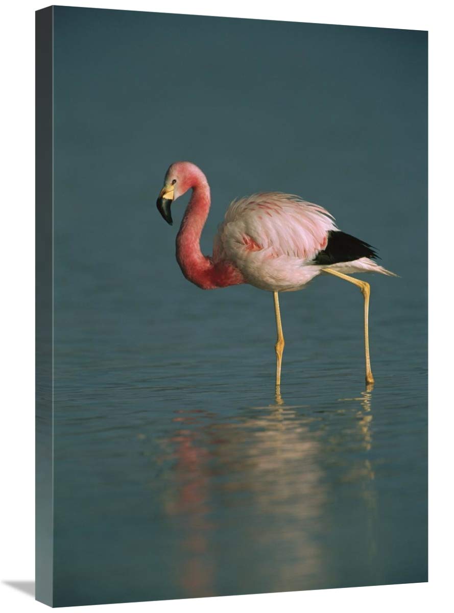 Andean Flamingo wading, Laguna Blanca, Bolivia-Canvas Art-20x30”