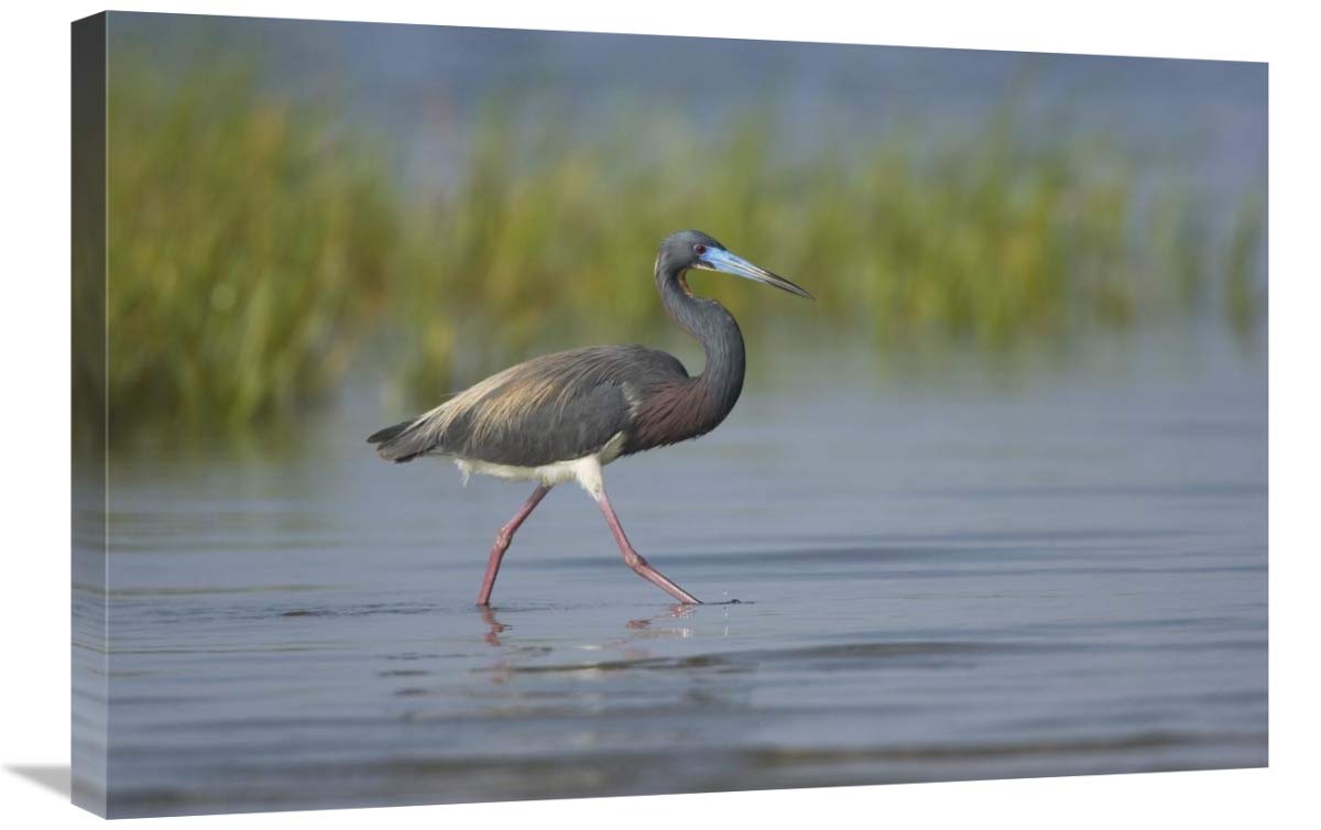 Tricolored Heron foraging in wetland, Rio Grande Valley, Texas-Canvas Art-30x20”
