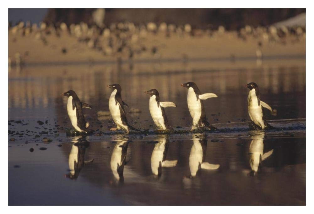 Adelie Penguins crossing summer melt pool, Cape Adare, Ross Sea, Antarctica-Paper Art-20x14”