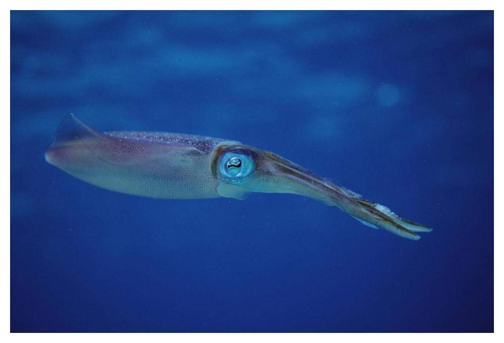 Squid portrait, Bonaire, Netherland Antilles-Paper Art-50x34”