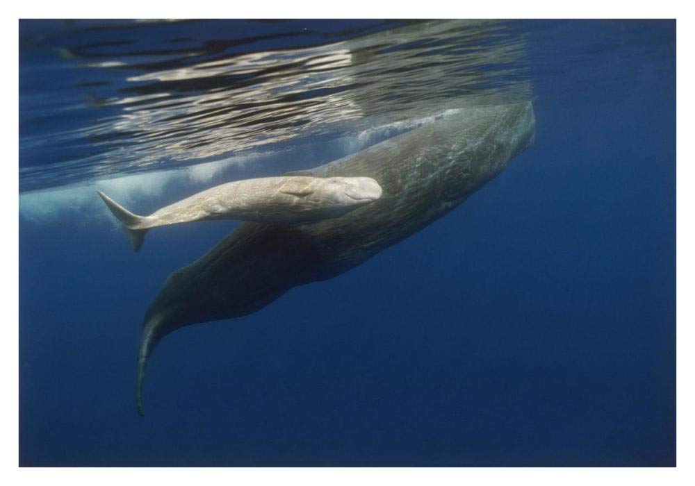 Sperm Whale mother and albino baby, swimming underwater, Portugal-Paper Art-38x26”