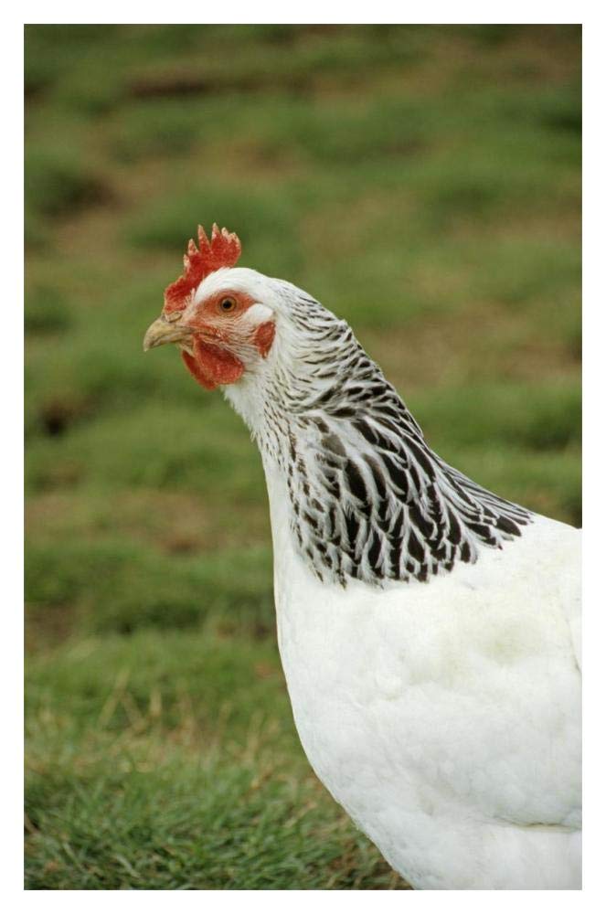 Domestic Chicken, Light Sussex hen, close-up of head and neck, England-Paper Art-14x20”