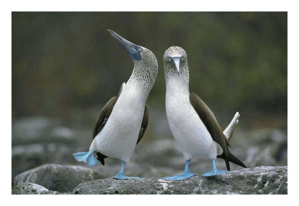 Blue-footed Boobies in courtship dance, Punta Cevallos, Galapagos Islands, Ecuador-Paper Art-26x18”