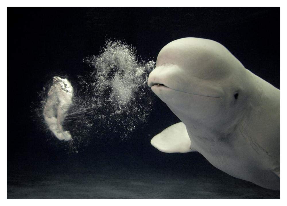 Beluga whale blowing toroidal bubble ring, Shimane Aquarium, Japan-Paper Art-42x30”