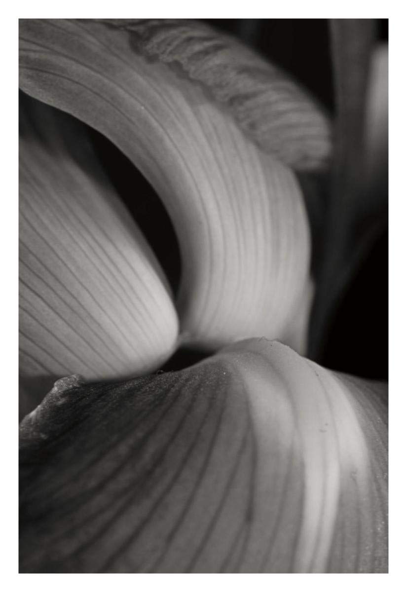 Iris Abstract II -Paper Art-22x32”