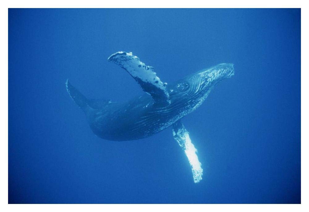 Humpback Whale friendly, Maui, Hawaii-Paper Art-20x14”