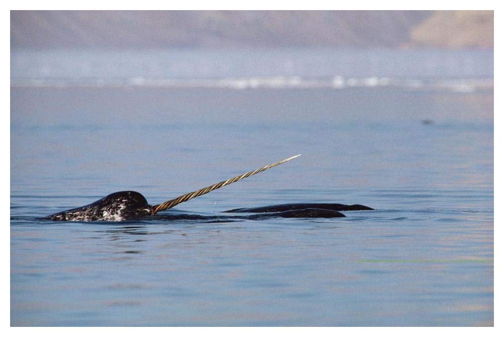 Narwhal male surfacing, Baffin Island, Nunavut, Canada-Paper Art-50x34”