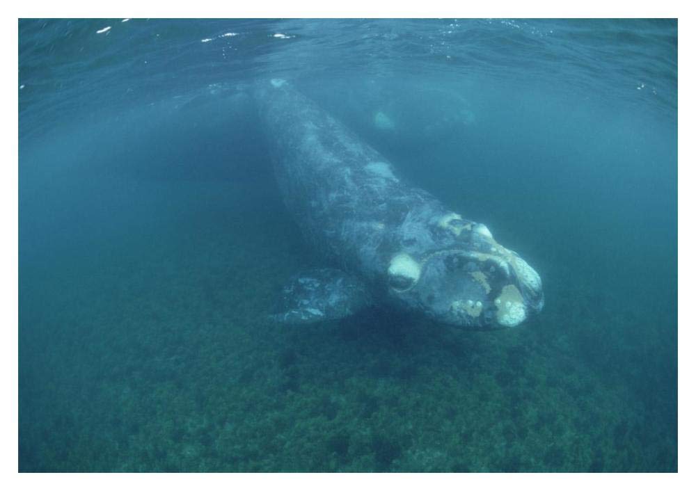 Southern Right Whale calf and mother, underwater, Peninsula Valdez, Argentina-Paper Art-20x14”