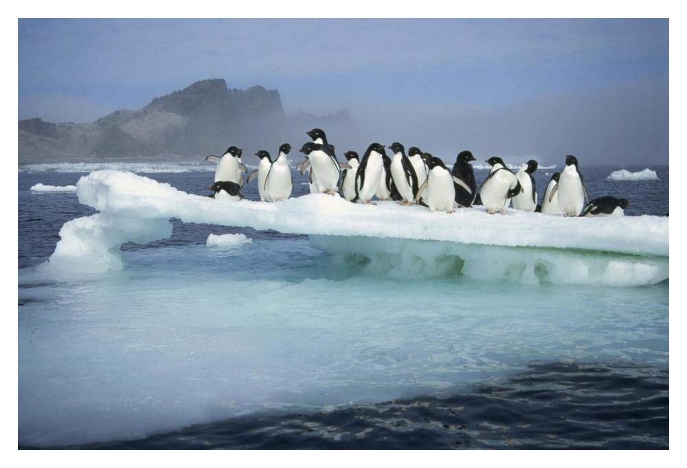 Adelie Penguin group crowding on melting summer ice floe, Possession Island, Ross Sea, Antarctica-Paper Art-20x14”