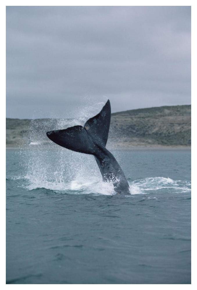 Southern Right Whale tail lob, Peninsula Valdez, Argentina-Paper Art-34x50”