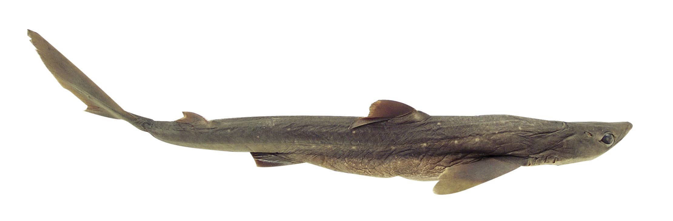 Frey Scientific Choice Preserved Shark, Formaldehyde-Free, 22 to 27 Inches