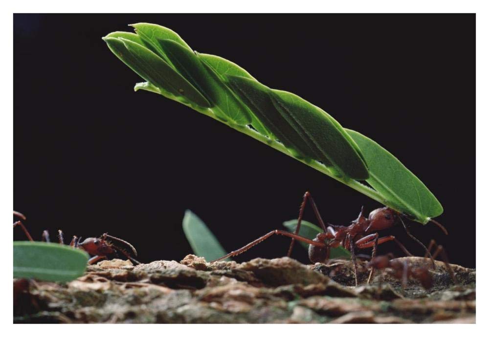 Leafcutter Ant group group carrying leaves, Barro Colorado Island, Panama-Paper Art-38x26”